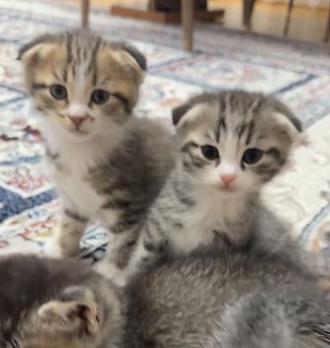 rus mavisi pisik satisi: Şotland yastı qulaq, Yaxşı əllərə, Rayonlara çatdırılma — 2