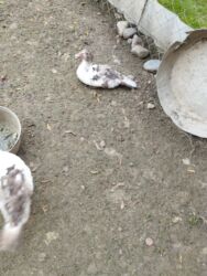 Digər quşlar: 8 ədəd lal ördək satılır.Unvan Biləsuvar .Qiymət 50 manat.2-3 aylıq — 2