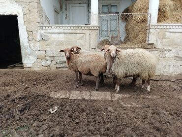 camış balası: 10 dene qoyundur1 i qoçdu 3 denesi birinci qarna dogacaq obriler de