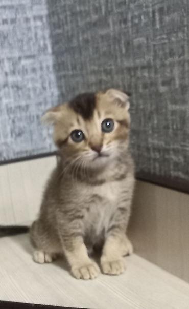 кошка породистый: Шотландский вислоухий котёнок (Scottish Fold) - Окрас: тёплый — 5