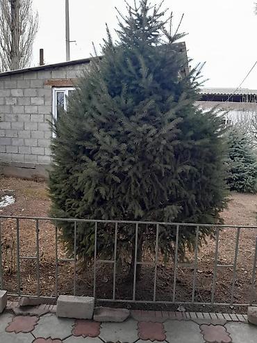 Другие декоративные деревья: Все за 20тыс голубые клипрост высокие хорошие пышные, не болеют — 8