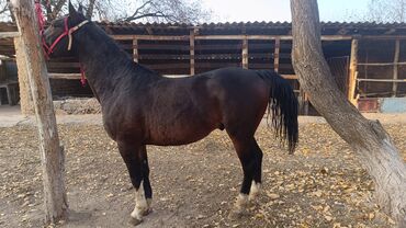 продаю музоо торпок корова самка бык самец айрширская ангус алатауская на забой для разведения на откорм племенные нетель привязанные: Продаю | Конь (самец)
