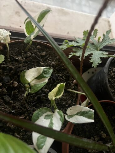 Otaq bitkiləri: Her nov guler var endirimnen verecem Gencedi istiyen yazsin satiş — 97