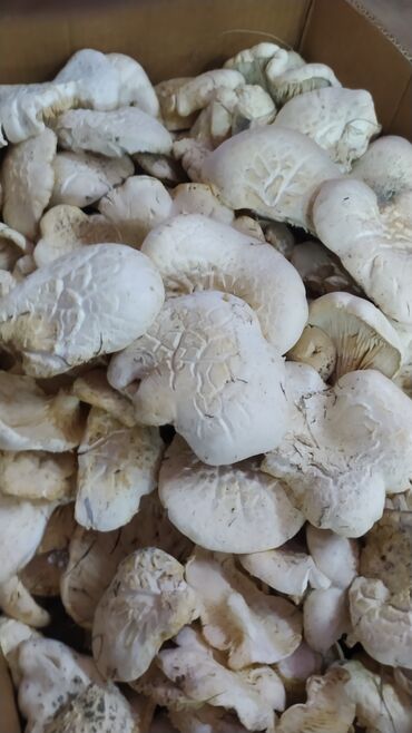 сушка для грибов: Грибы Самовывоз, Платная доставка