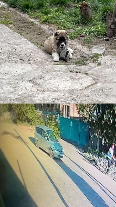 кавказская собака: С. Беловодское Была украдена собака. Есть фото машины. Есть видео