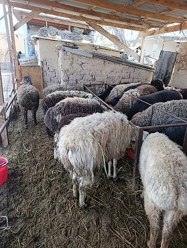 Баран, овца: Продаю | Овца (самка) | Для разведения | Матка at lalafo.kg — 3 Баран, овца: Продаю | Овца (самка) | Для разведения | Матка — 3