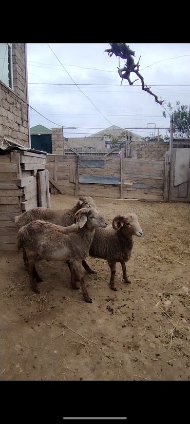 Qoyunlar, qoçlar: Salam alekum hər cəkidə quzumuz var erkək qurbanlıq quzular 270 — 13