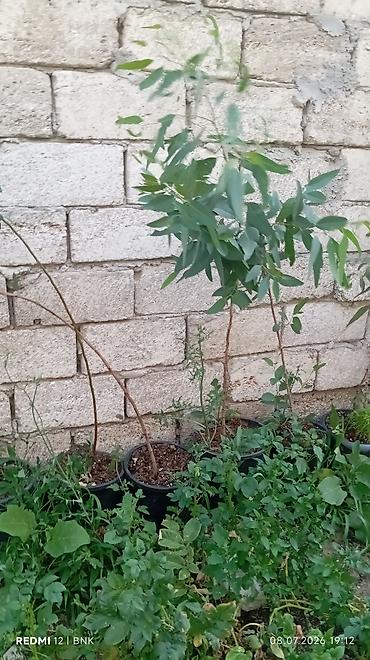 beryoza ağacı azerbaycan dilinde: Eukalipt fidanları (qara plastik dibçəklərdə) - Növ: Eucalyptus — 1
