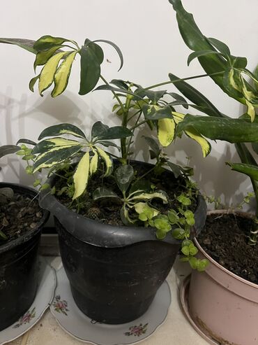 Otaq bitkiləri: Her nov guler var endirimnen verecem Gencedi istiyen yazsin satiş -da lalafo.az — 43 Otaq bitkiləri: Her nov guler var endirimnen verecem Gencedi istiyen yazsin satiş — 43