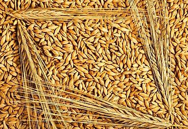 мучной хрущ: Продаю чистый ячмень в любых количествах! — 1