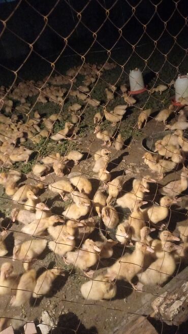 Toyuqlar: Quban ordeyleri butun vitamin ve xesteliye qarsi dermanlari verilib