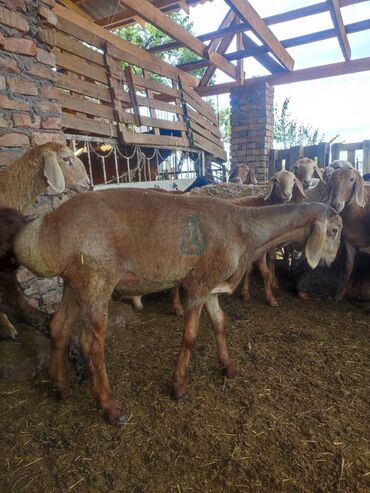 продаю животных: Жаш козу токтулар сатылат баасы