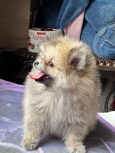 pomerian spits: Şpitz, 3 ay, Erkək, Peyvəndli, Ödənişli çatdırılma — 1