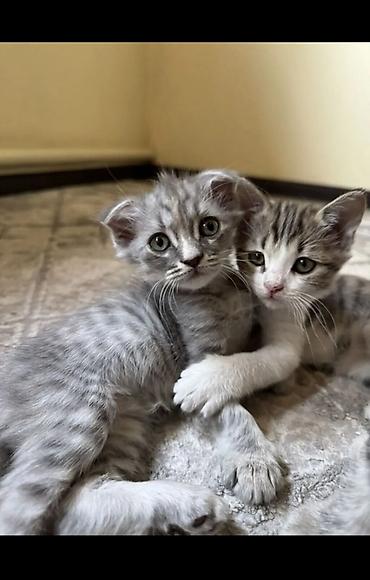 Продажа кошек: Шотландские котята (скоттиш‑фолд/страйт), серебристые и белые окрасы — 1