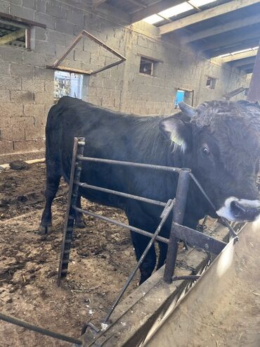 продаю в связи с переездом: Сатам | Бука (эркек) | Көбөйтүү үчүн lalafo.kg да продаю в связи с переездом: Сатам | Бука (эркек) | Көбөйтүү үчүн