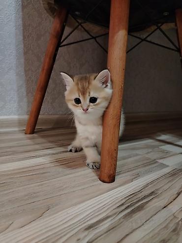 Pişiklər: Qızıl şinşilla, Erkək, Yaxşı əllərə, Ünvandan götürmə — 2