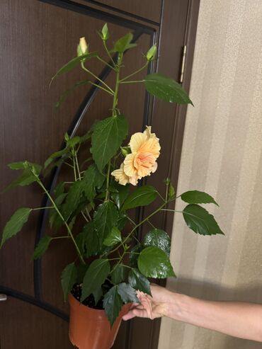 Другие комнатные растения: Продается Китайская Роза (Махровая, бледно оранжевая) Привезена из