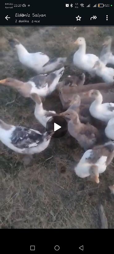 kənd toyuq: 2 ayliq yerli qaz balalari satilir və ya yumurtaya toyuqlar barter — 2