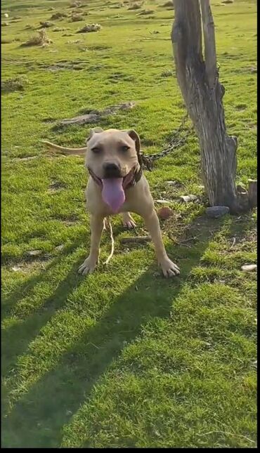 it üçün xaltalar: Pitbul, 1 il, Dişi, Peyvəndli, Ünvandan götürmə, Ödənişli çatdırılma