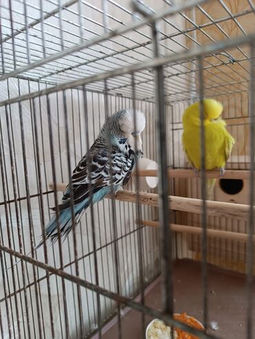 perepelinye jajca i tushki: Попугай Выставочный самец 1 год. Продается Вместе с клеткой и со