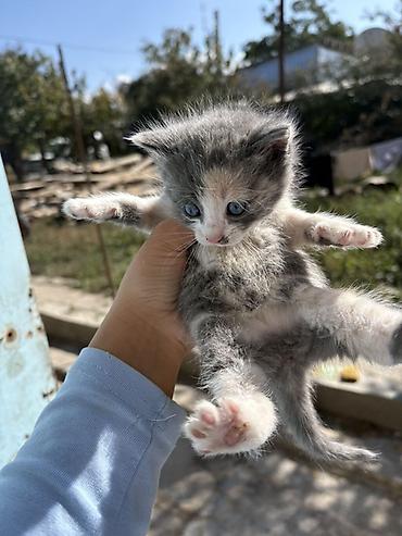 корниш рекс цена: Котята, окрасы: бело-серый и тигрово-серый с белым. Голубые глаза — 10