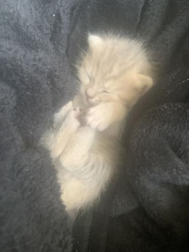 pitomnik temir: 🐾 Котёнок ищет добрые и заботливые руки 🐾 Отдам БЕСПЛАТНО в добрые — 2