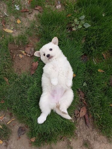 породистые собаки в добрые руки: 2 ay, Peyvəndli