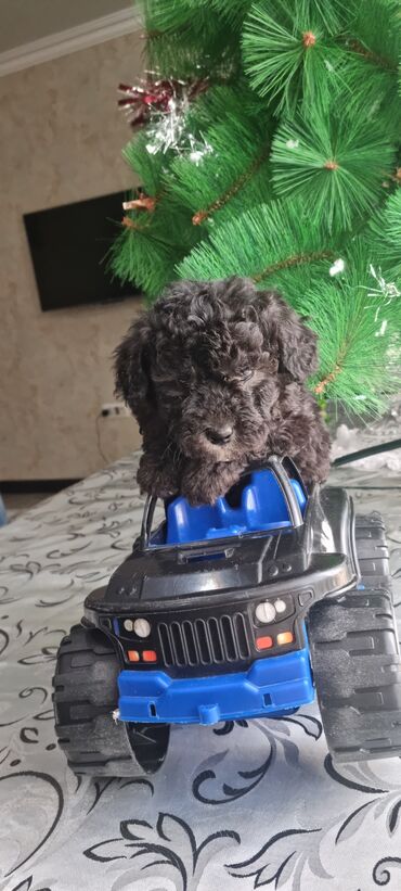 İtlər: Pudel, 2 ay, Dişi — 9