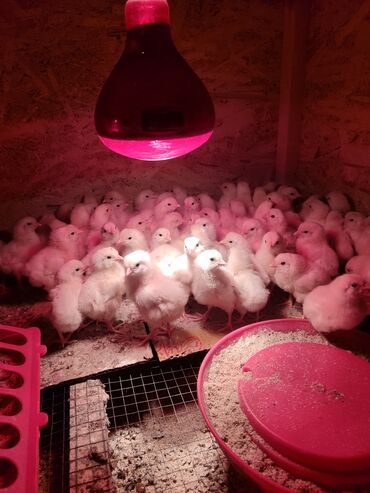 Куры, петухи: Продаю | Цыплята, Инкубационные яйца | Леггорн | Для разведения, Несушки — 5