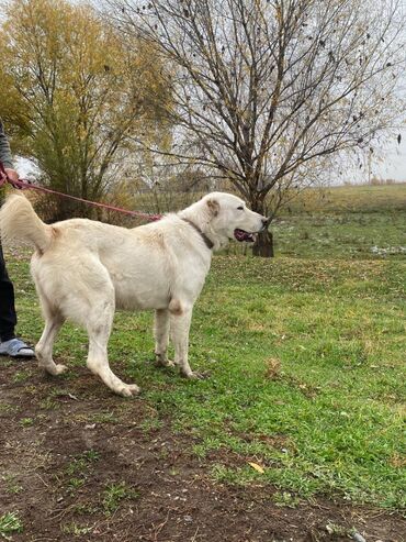 Продажа собак: Алабай, 3 года, Самец