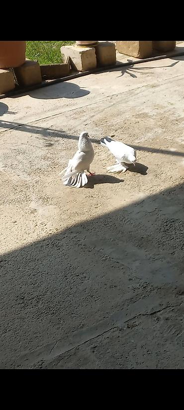 toyuq cuce alqi satqisi: Salam 2 eded erkek göyerçin satılır seliqeli heyvanlardı — 3