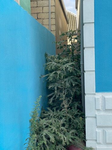 Həyət evləri və villaların satışı: Binə 4 otaqlı, 100 kv. m, Yeni təmirli -da lalafo.az — 5 Həyət evləri və villaların satışı: Binə 4 otaqlı, 100 kv. m, Yeni təmirli — 5