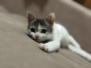 переноски для кошек: Кошка даром: Беспородная, 3 месяца, Девочка, С прививками, Приучена к лотку, Проглистована