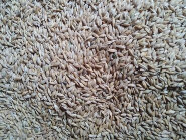 Корма для с/х животных: Продается зерно посевное сорт мавлюк в количестве 1 тонна цена за кг