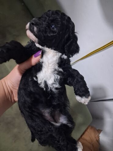 İtlər: Pudel — 9