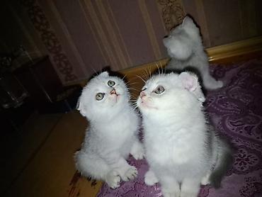 Кошки: Шотландская — 1