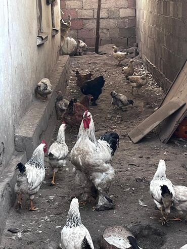 купить декоративных курей: Сатам | Тооктор | Брама | Көбөйтүү үчүн