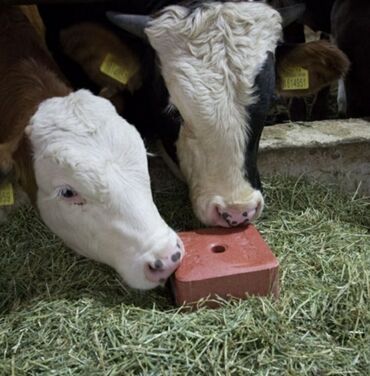 Qidalandırıcılar: Yem qabı, Yem üçün, Heyvanlar üçün, Rayonlara çatdırılma, Ünvandan götürmə, Ödənişli çatdırılma — 4