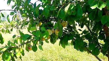 anbar satışı: 180 sot, Kənd təsərrüfatı, Kupça (Çıxarış) — 8