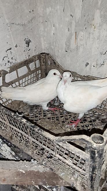 Göyərçinlər: Sabah. 12 dənə drakonlardı 5cüt 2ədəddə cüt olmayan 1ağ. 1 göy — 15