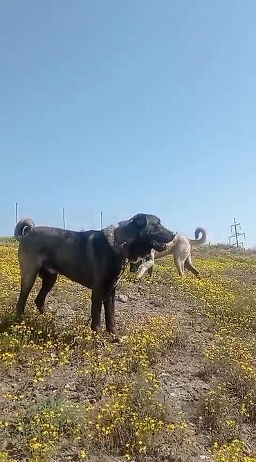 tap az ev quslari: Kanqal, 4 il, Erkək, Peyvəndli, Ünvandan götürmə, Ödənişli çatdırılma, Rayonlara çatdırılma — 4