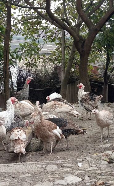 pişik balası satılır: Yaxşı sort hinduşkalardı.Müxtəlif çəkiləri(3,4,5 kilo)var.Kom alana