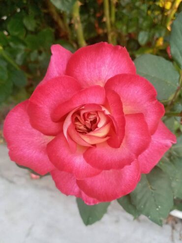 цветы оптом розы: Семена и саженцы