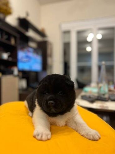 Psi: Američka akita štenci, muško i žensko štene, stari mesec dana — 1