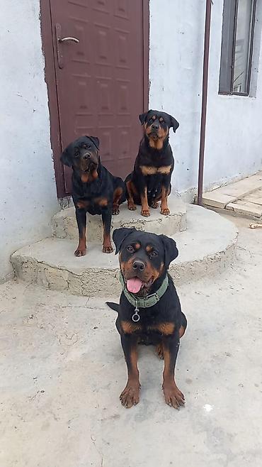 İtlər: Rotveyler, 2 ay, Erkək, Peyvəndli, Ünvandan götürmə -da lalafo.az — 29 İtlər: Rotveyler, 2 ay, Erkək, Peyvəndli, Ünvandan götürmə — 29