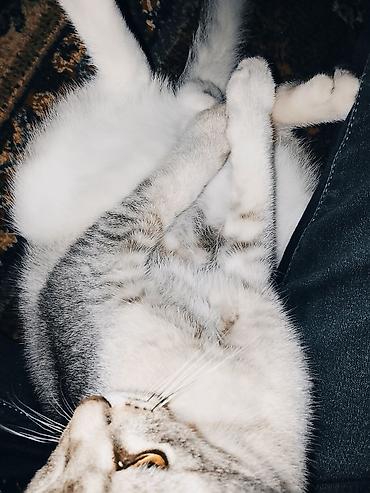 Pişiklər: Erkək — 7