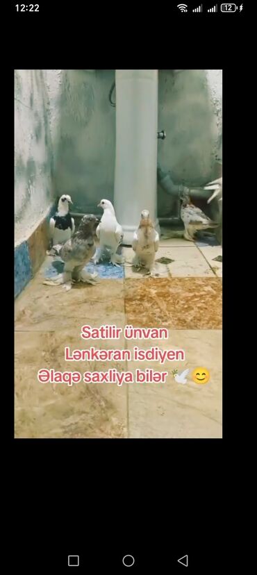Pişiklər: Göyərçinlər