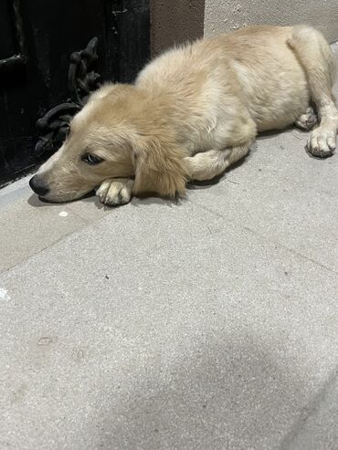 Akvarium aksessuar və ləvazimatları: Retriever, 2 ay, Erkek, Peyvəndli, Pulsuz çatdırılma