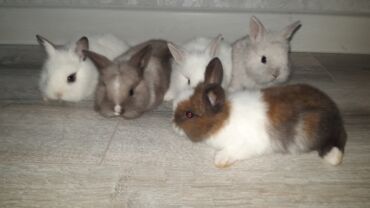 Dovşanlar: Temiz qan xirda sort karlik balalari demey olarki her renqde var -da lalafo.az — 1 Dovşanlar: Temiz qan xirda sort karlik balalari demey olarki her renqde var — 1