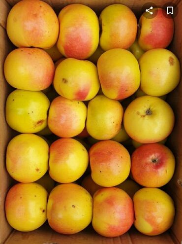 сушёные яблоки in Кыргызстан | СУХОФРУКТЫ, ОРЕХИ, СНЕКИ: Срочно продам отборные яблоки около 3-х тонн Золотой Ранет